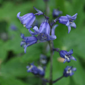 Bluebells