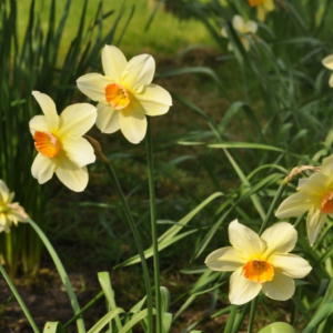 Daffodils