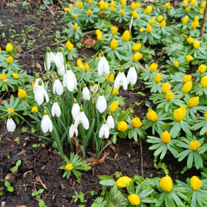 Snowdrops